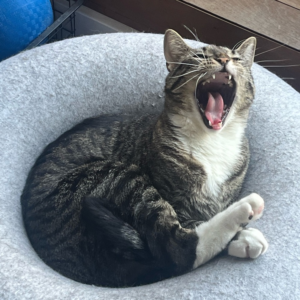 Joshua Sanders & Maison Kitsuné Tees